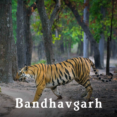 Bandhavgarh-1.png