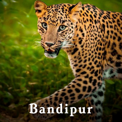 Bandipur-1.png