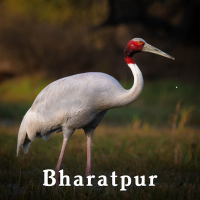 Bharatpur-1.png