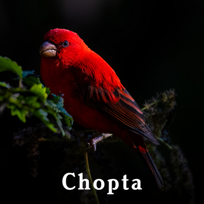 Chopta-1.png