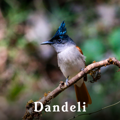 Dandeli-1.png