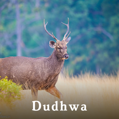 Dudhwa-1.png