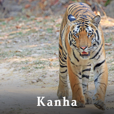 Kanha-1.png