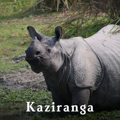 Kaziranga-1.png