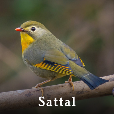 Sattal-1.png