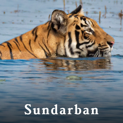 Sundarban-1.png