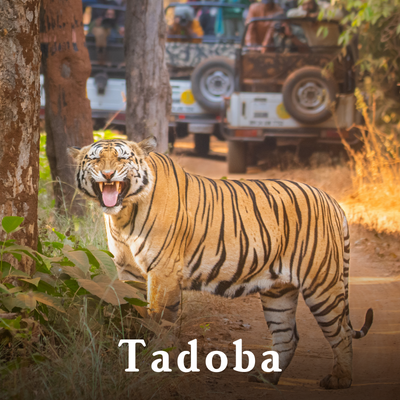 Tadoba-1.png